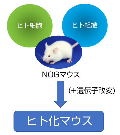 ヒト化マウスとは