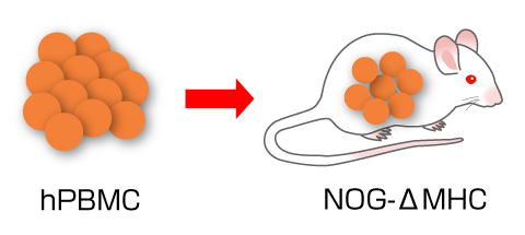 hPBMC→NOG-ΔMHC