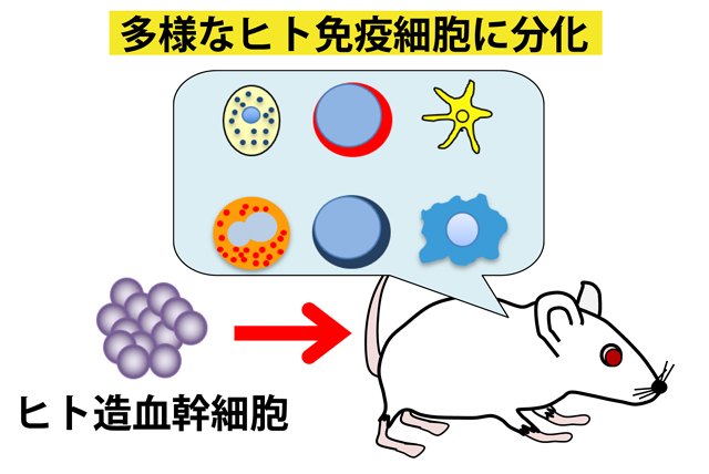 免疫研究室