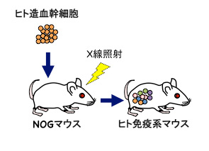 免疫研究室画像01