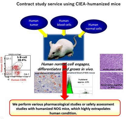 マウスを用いたヒト化マウスによるカスタムメード型受託試験サービス