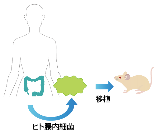 モデル動物を用いた受託試験（無菌動物）