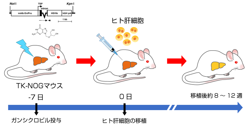 ヒト肝キメラマウスの作製手順